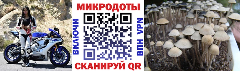 Псилоцибиновые грибы прущие грибы  где купить наркоту  Астрахань 